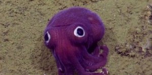 Создать мем: фиолетовый кальмар, детеныш осьминога, фиолетовый осьминог