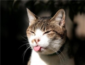 Создать мем: кот с языком