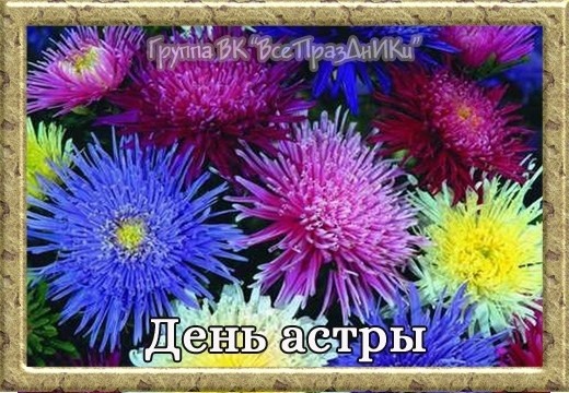 Создать мем: астра цветок, 6 сентября день астры, астра плоды астры