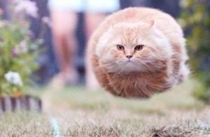 Создать мем: котики атакуют, летающий круглый кот, кот летит мем