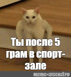 Нажорный зал мем с котом