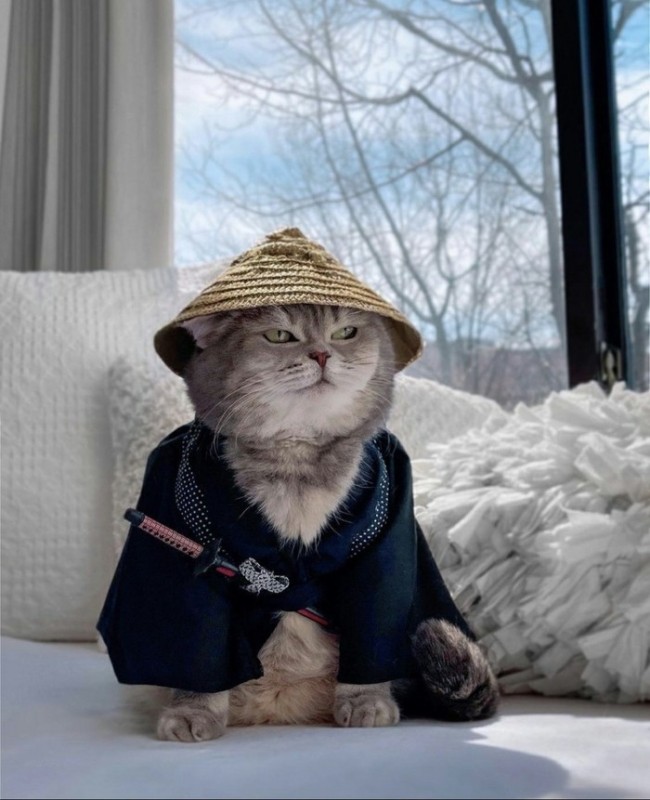 Создать мем: стильные коты, модные коты, кот араб
