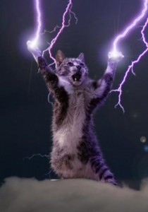 Create meme: The Almighty Cat