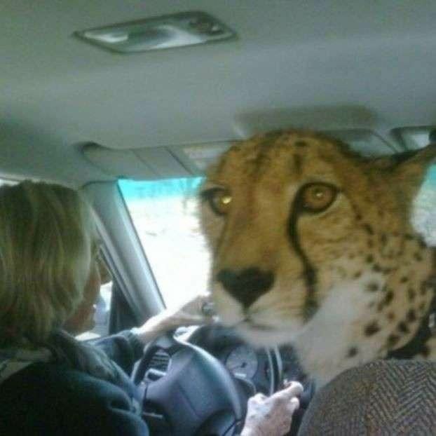 Create meme: Cheetah , cheetah , cheetah car