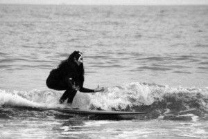 Create meme: meanwhile, surf, surfer