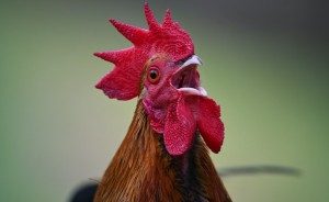 Create meme: the head of the cock, flashy cock, rooster