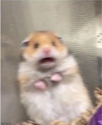 Create meme: the frightened hamster, the screaming hamster, hamster meme 