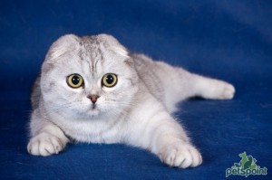 Create meme: the breed is Scottish fold, Scottish fold, Scottish fold cat