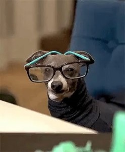 Create meme: doggie, dog, Kermit the dog jenna marbles