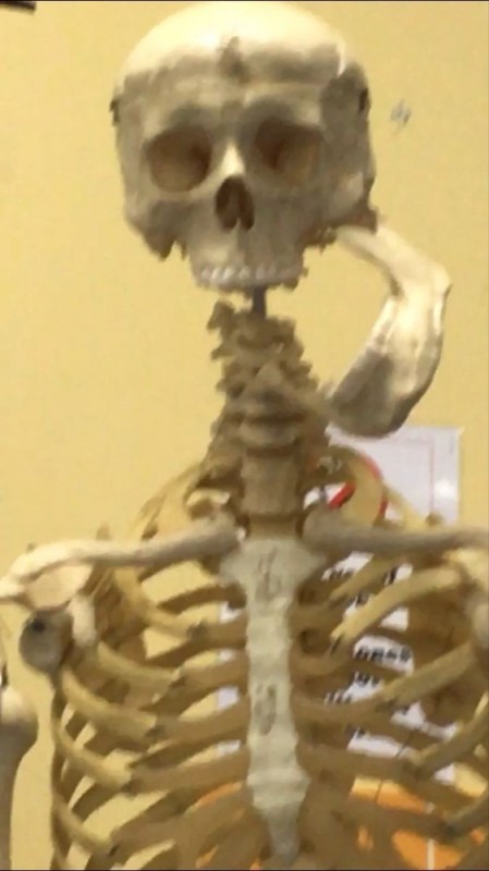 Create meme: the human skeleton, a real human skeleton, bones skeleton