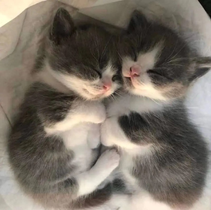 Создать мем: котята спят вместе, кот, милые котики