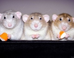 Create meme: hamster Dumbo, decorative rat, three rats