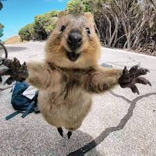Create meme: funny quokka, quokka hugs, quokka an animal selfie