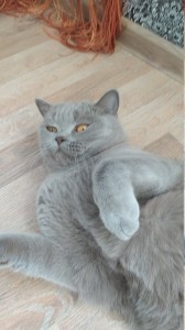 Create meme: British cat, Scottish straight cat, British Shorthair