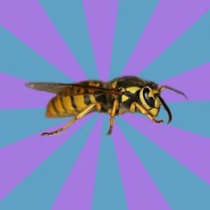 Create meme: wasp, kyriarchy wasp