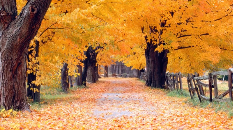 Create meme: landscape of autumn, autumn gold, forest autumn