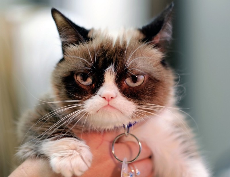 Create meme: sullen cat tard, grumpy cat , real grumpy cat