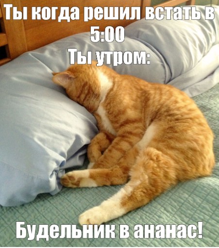 Create meme: sleeping cat , funny cats with good morning, cat 