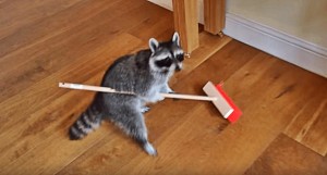 Create meme: a raccoon with a MOP