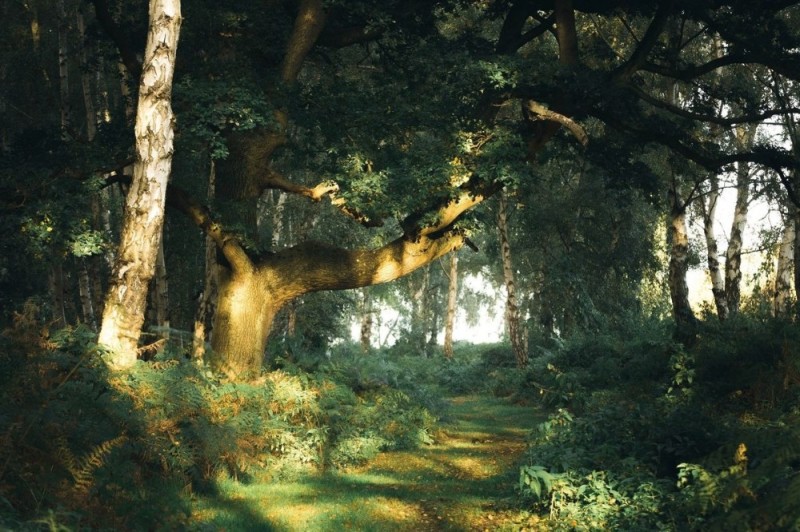 Create meme: Ivan Ivanovich Shishkin oak grove, shishkin oak grove painting, Shishkin oak grove