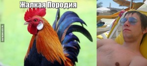 Create meme: cock cock, rooster chicken, beautiful cock