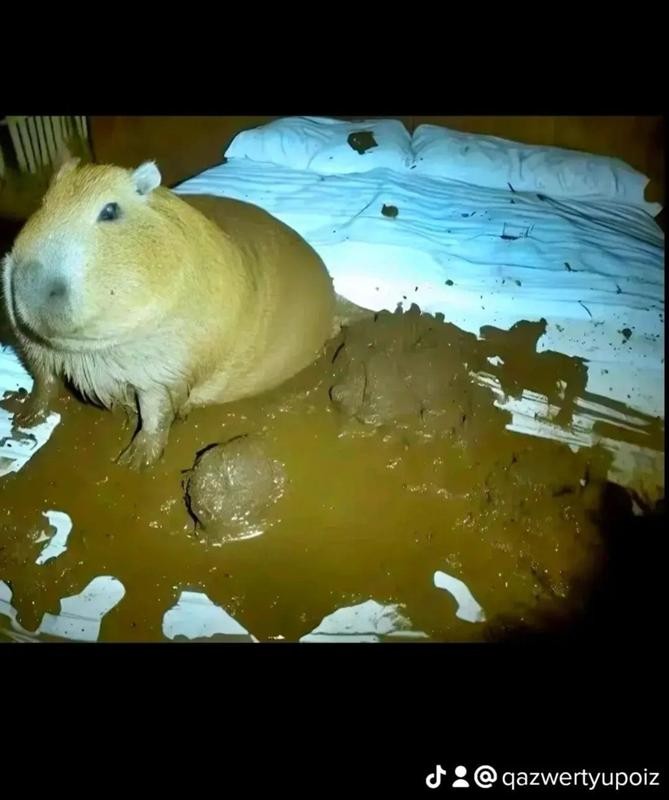 Create meme: homemade Guinea pig, Guinea pig , the capybara 