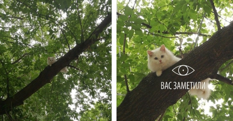 Создать мем: вас заметили кот, кот на дереве, коты на деревьях