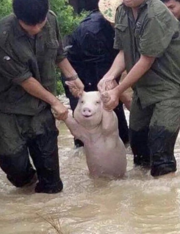 Create meme: dragging a pig, Chinese pig, pig 