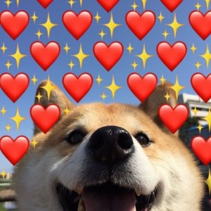 Create meme: cute dogs, dog, animals cute