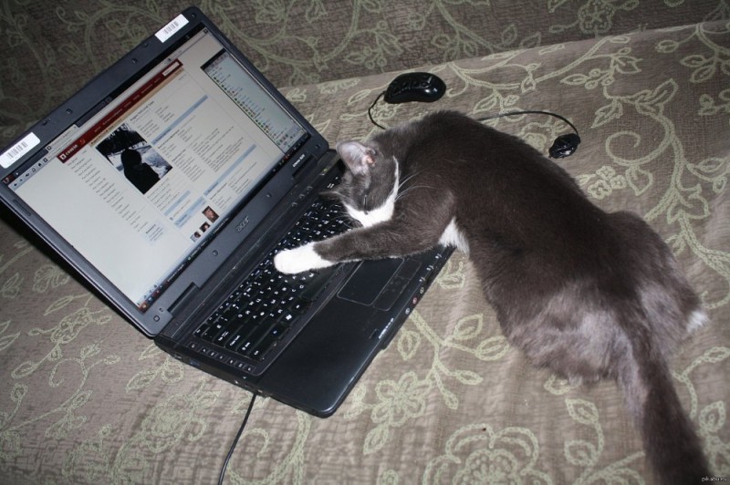 Создать мем: котэ, кошка за компьютером, кошка