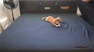Create meme: cat makes her bed, the bed filled the cat GIF, Cat
