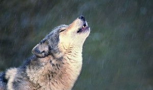 Create meme: wolf proud, lone wolf, wolf