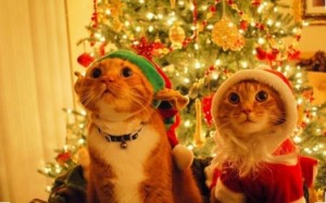 Создать мем: новый год праздник, Новый год, новогодние картинки с кошками