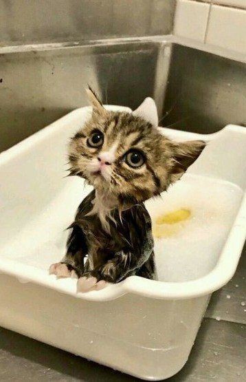 Create meme: wet kitten, cute cats funny, cats are funny