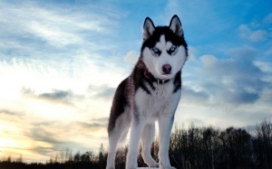 Create meme: dog husky, husky breed, husky