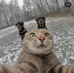 Create meme: cat selfie with the dogs, cat, selfie cat