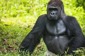 Create meme: mountain gorilla, gorilla