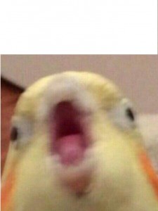 Создать мем: попугай мем, мемы с попугаями триггеред, орущий попугай