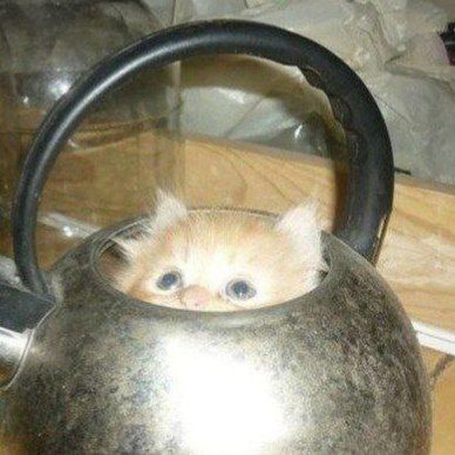 Создать мем: плачущий кот в чайнике, кот, кошка