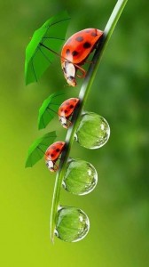Create meme: the Wallpaper 1920x1080 ladybug, ladybug on the grass, ladybug on grass with dew