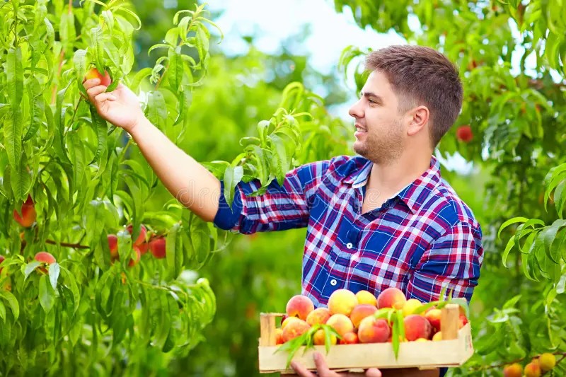 Создать мем: мужчина собирает персики, человек собирает яблоки, урожай яблок