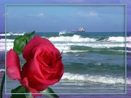 Создать мем: море роз для любимой, море роз, открытка