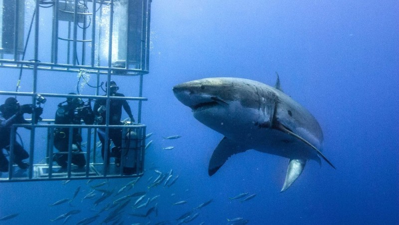 Create meme: giant shark megalodon, the basking shark, shark cage diving