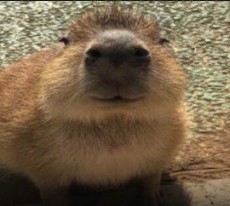 Create meme: marmot, a pet capybara, rodent capybara