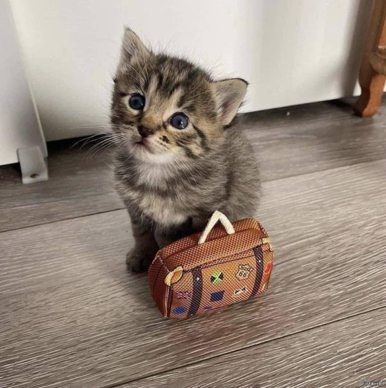 Create meme: cats with captions , a cat with a suitcase, The British kitten