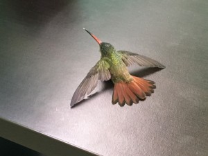 Create meme: Hummingbird