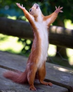 Create meme: funny squirrels, Hallelujah meme of protein, Hallelujah protein