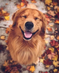 Create meme: golden retriever, Golden Retriever autumn, Retriever dog