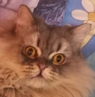 Create meme: Persian cat , british longhair cat, cat 