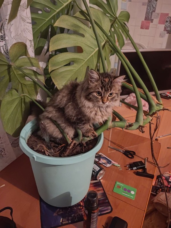 Create meme: cat and house plants, cat flowers, striped cat